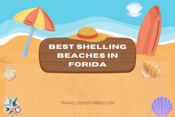 Best Shelling Beaches in Florida